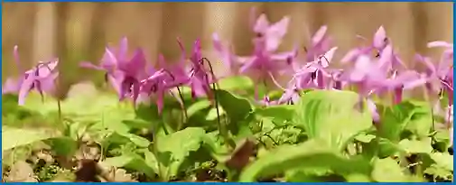 corydalis