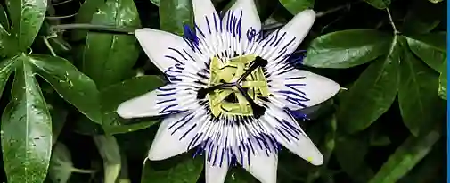 passionflower