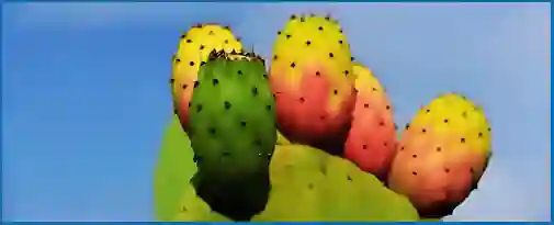 prickly pear